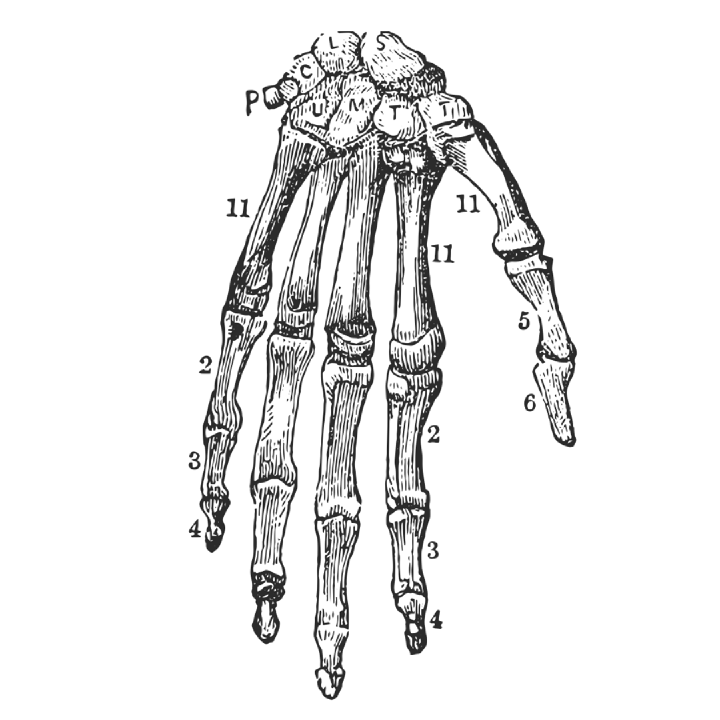 The inspiration: an old anatomical engraving of a hand.